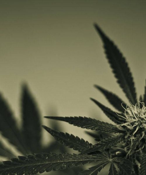 black-white-cannabis-qiaga8w3mobo0u71